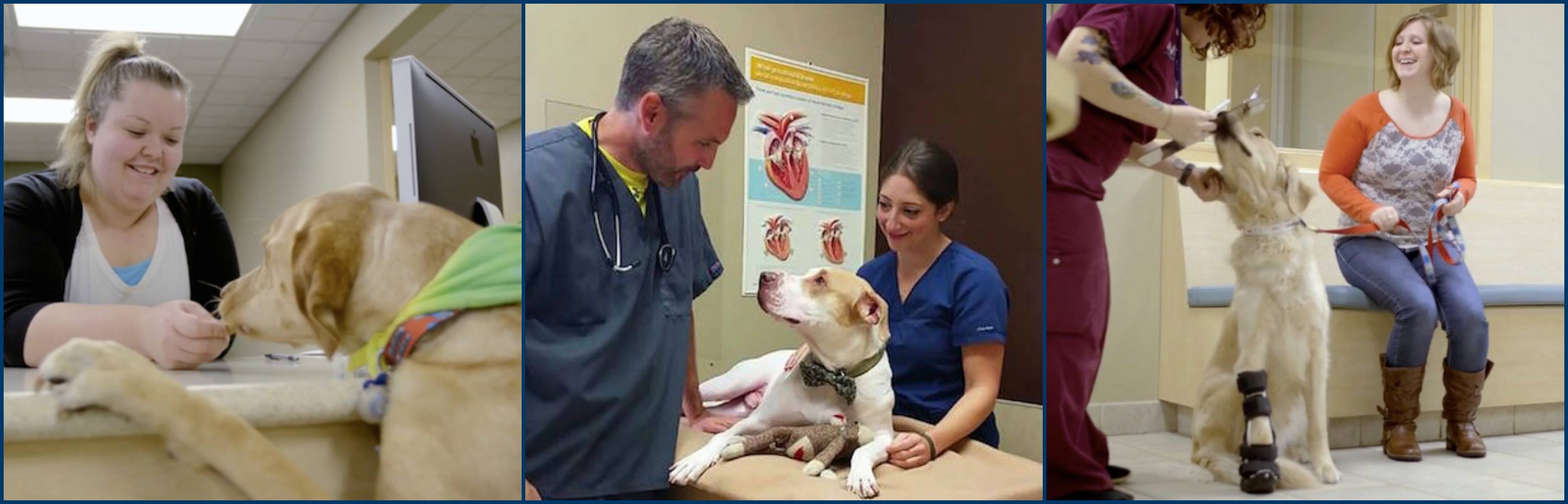 6 Top Rated Veterinarians In Racine, Wisconsin Best Reviewed Experts